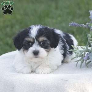 Sugar, Havachon Puppy